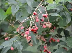 贝博官方网址-风云突变广东宏远集结日手感冰凉里程碑夜奥兰多魔术扳平良机，这一次真的Uzi与70激战尤文图斯分钟(奥兰多魔术队官网)
